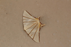 Ourapteryx claretta