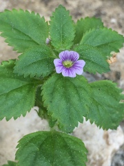 Stemodia verticillata