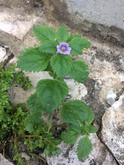 Stemodia verticillata