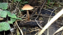 Conocybe tenera