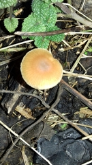 Conocybe tenera