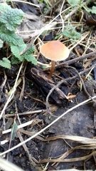 Conocybe tenera