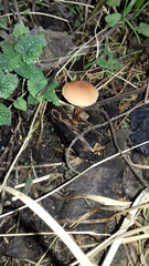 Conocybe tenera