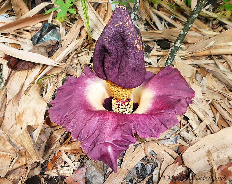 Amorphophallus paeoniifolius