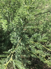 Vachellia grandicornuta