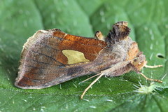 Autographa bractea