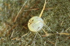 Autographa bractea