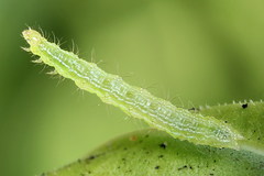 Autographa bractea