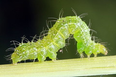 Autographa bractea