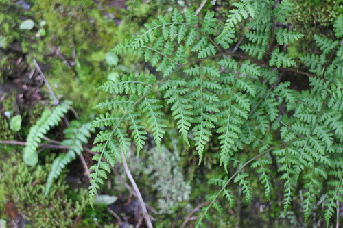 Athyrium atkinsonii iNat (3)