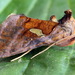 Autographa excelsa - Photo (c) Andrey Ponomarev, some rights reserved (CC BY-NC), uploaded by Andrey Ponomarev