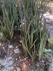 Sansevieria pearsonii