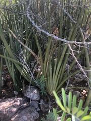 Sansevieria pearsonii