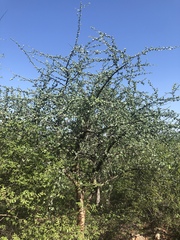 Commiphora viminea