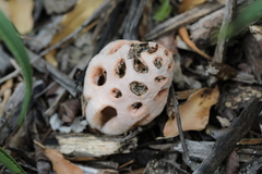 Clathrus transvaalensis