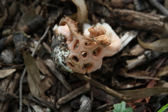 Clathrus transvaalensis
