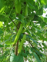 Psophocarpus tetragonolobus