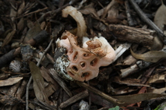 Clathrus transvaalensis