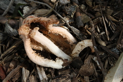 Clathrus transvaalensis