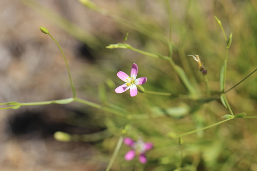 Centaurium cachanlahuen (Centaurium cachanlahuen)