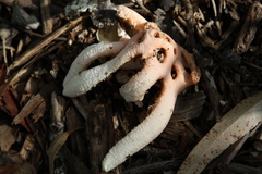 Clathrus transvaalensis