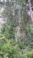 Camellia japonica