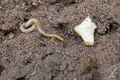 Henia vesuviana