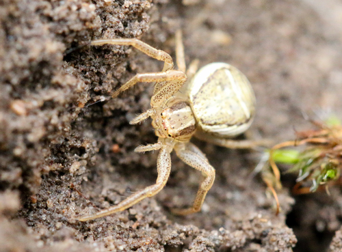 Guobinis krabvoris nuotrauka