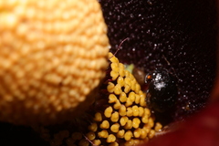 Amorphophallus hirtus