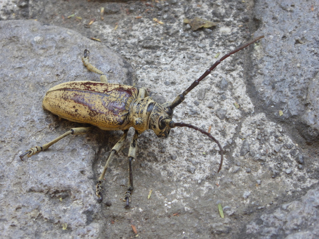 Mimolochus hoefneri
