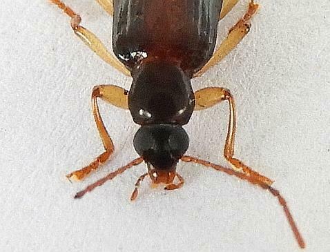 Pale-legged Statira