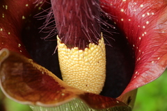 Amorphophallus hirtus