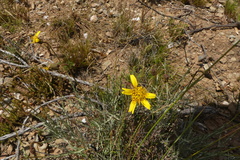 Heterolepis peduncularis