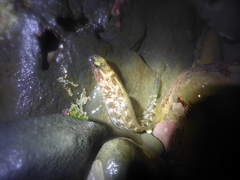 Rathbunella alleni