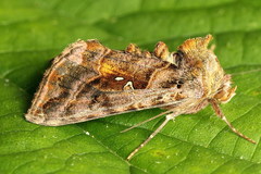 Autographa jota