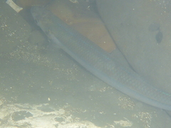 Atherinops affinis