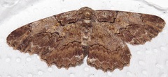 Colocleora divisaria