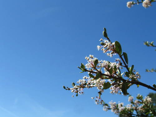 iNaturalist observation photo of Buckbrush