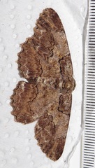 Colocleora divisaria