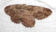 Colocleora divisaria