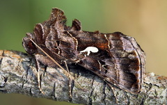 Autographa mandarina