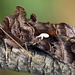 Autographa mandarina - Photo (c) Andrey Ponomarev, some rights reserved (CC BY-NC), uploaded by Andrey Ponomarev