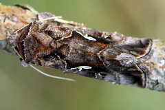 Autographa mandarina