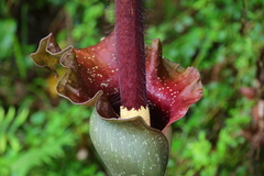 Amorphophallus hirtus