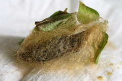 Autographa pulchrina