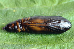 Autographa pulchrina