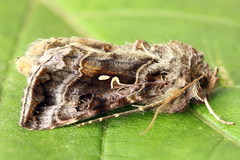 Autographa pulchrina