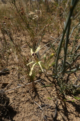 Pelargonium fergusoniae