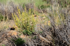 Artemisia santolinifolia