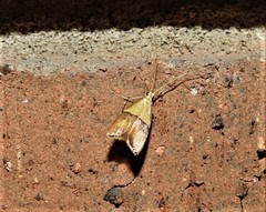 Crocanthes prasinopis